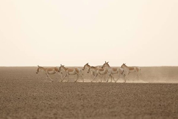 Little Rann of Kutch